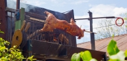 Spanferkel vom Holzkohlegrill