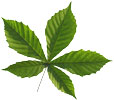 Symbol des Biergartens