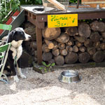 Der Biergarten im Kirchheimer Hirschgarten
